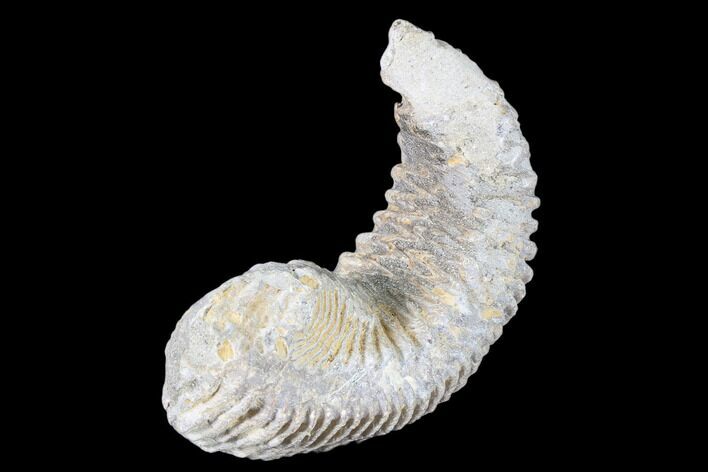 Cretaceous Fossil Oyster (Rastellum) - Madagascar #88484